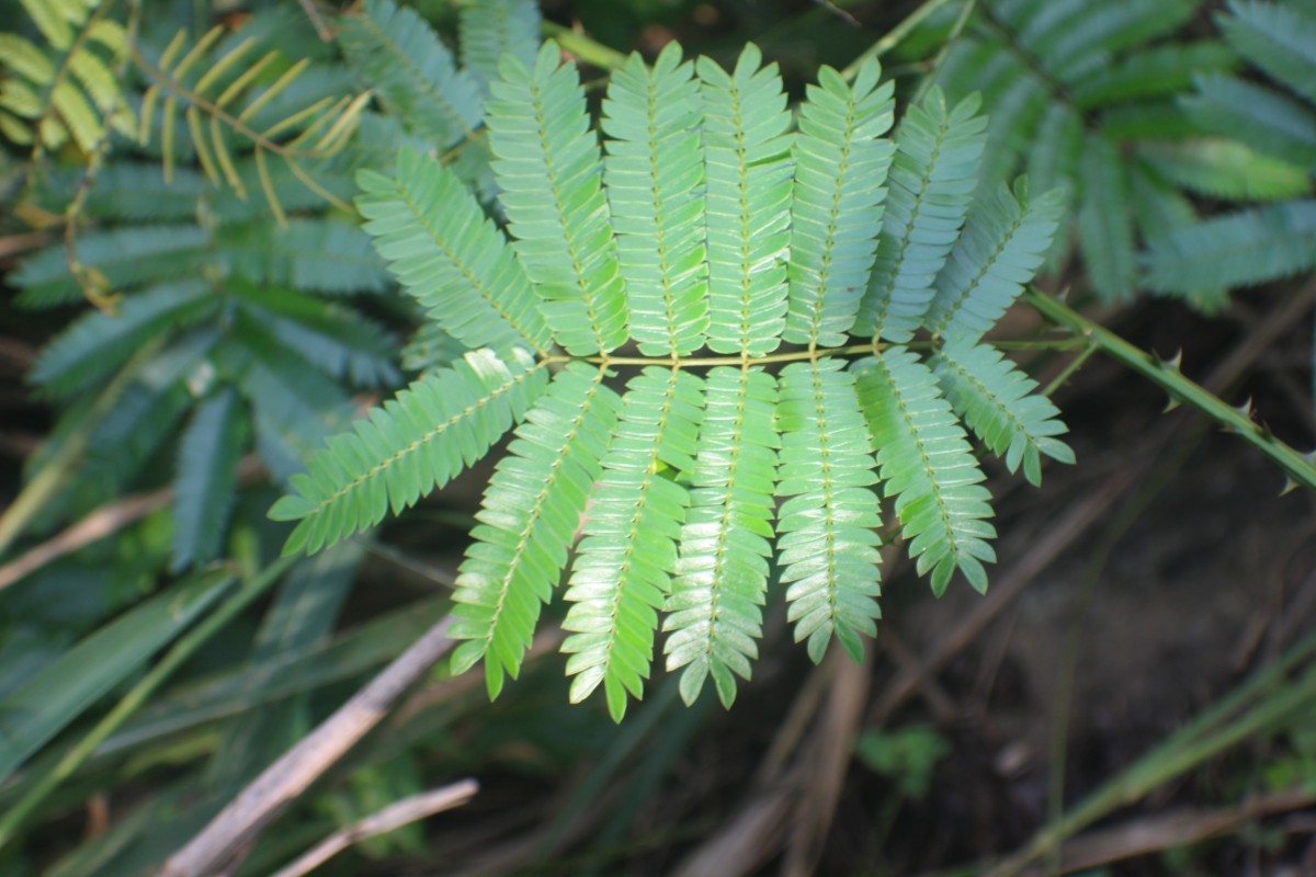 Senegalia caesia (L.) Maslin, Seigler & Ebinger